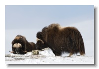 Musk Ox_ANL_8286